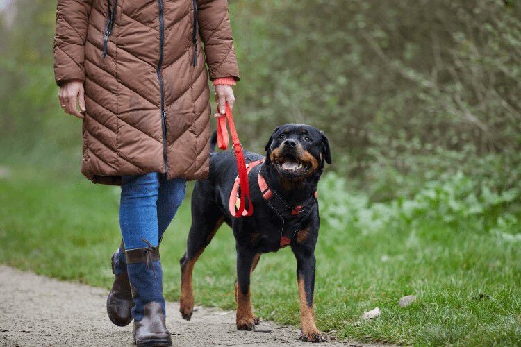 Bescherming tegen teken en vlooien